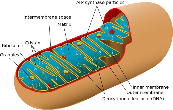 166F65514D2B21662E80CC