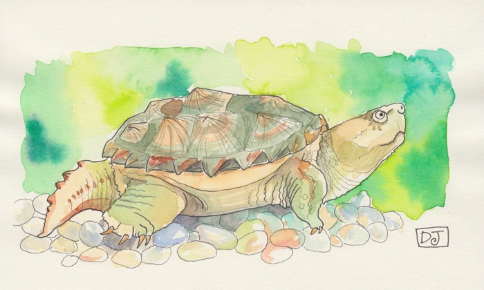 2012-05-01-turtle.jpg