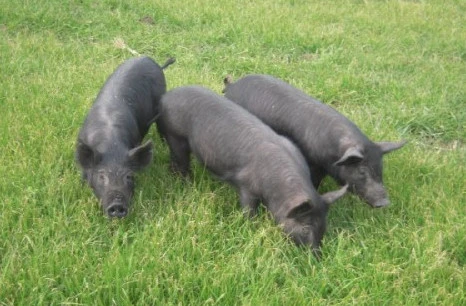 Cap_2017-03-15_10-49-15-694.jpg?type=w3