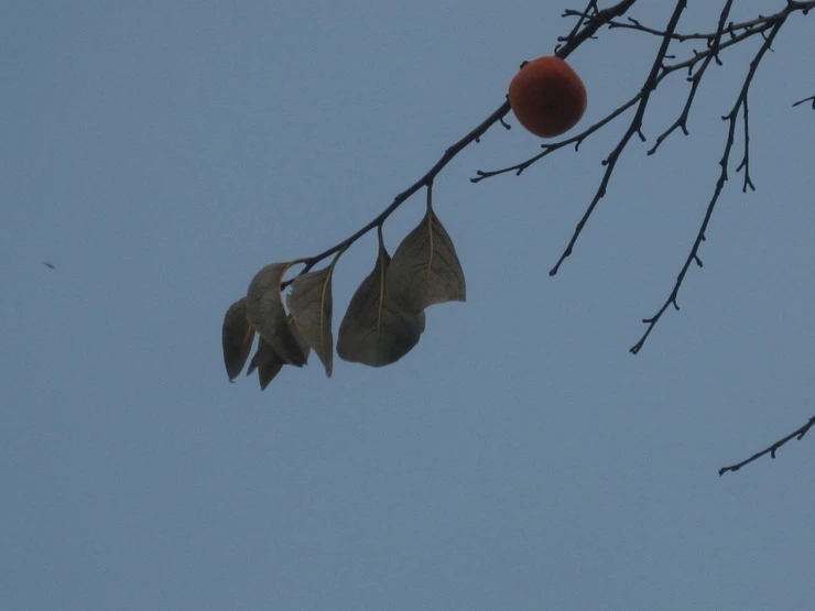 img_6745_isomis.jpg?type=w2