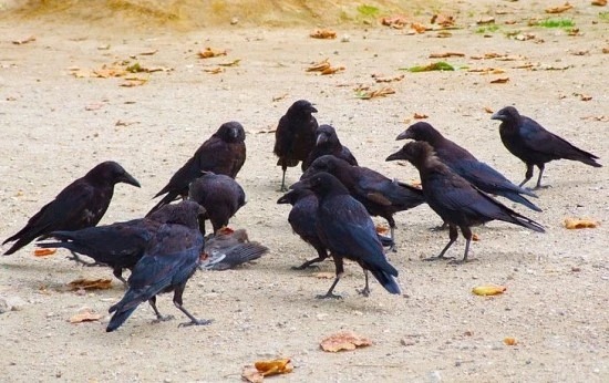 %EA%B9%8C%EB%A7%88%EA%B7%8013.jpg?type=w3