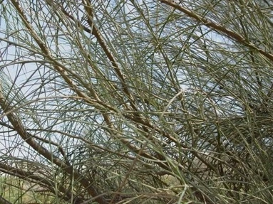 %EB%A1%9C%EB%8E%80%EB%82%98%EB%AC%B45_isomis.jpg?type=w2