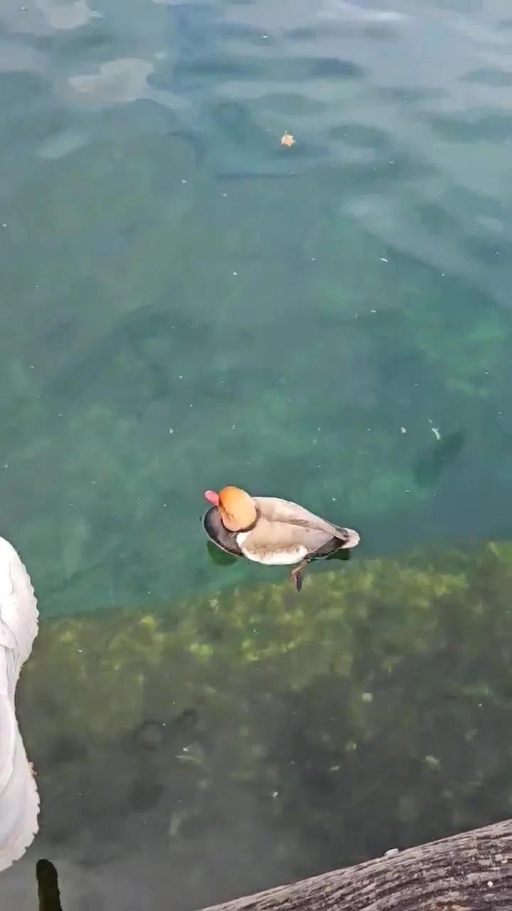 img.jpg?width=720&height=1280&face=0_0_720_1280