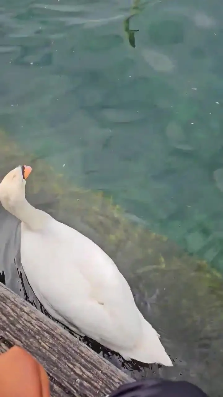 img.jpg?width=720&height=1280&face=0_0_720_1280