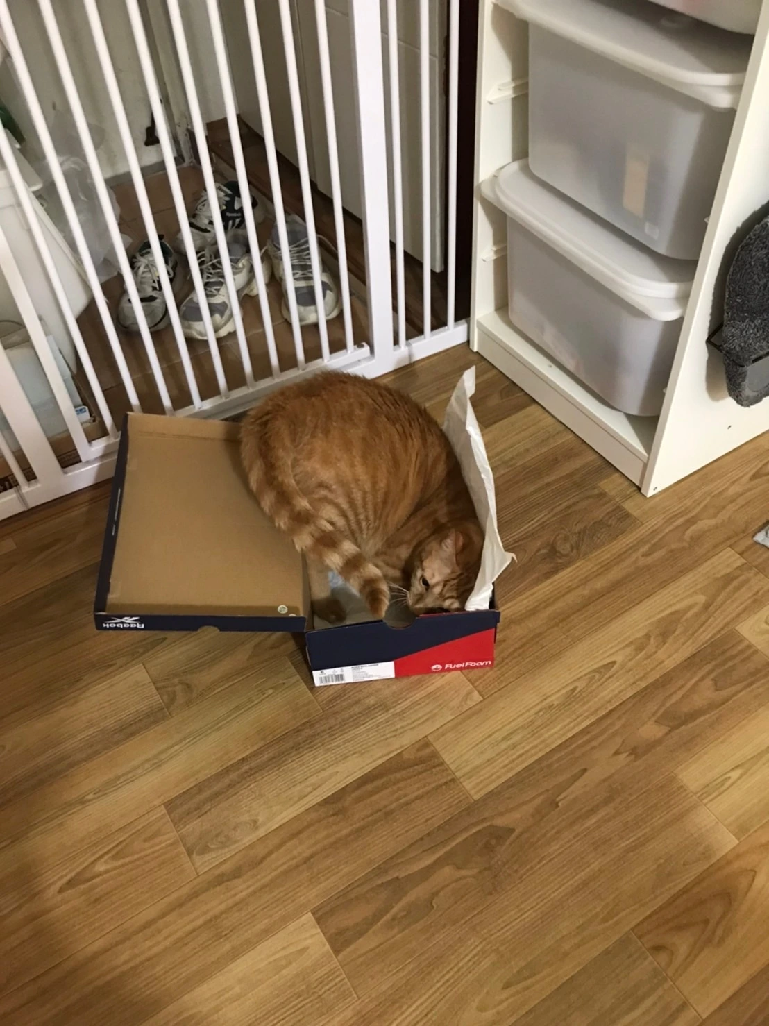 2020-0316-나베의 새집-04.JPG