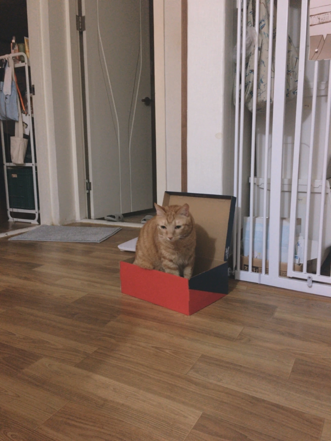 2020-0316-나베의 새집-03.JPG