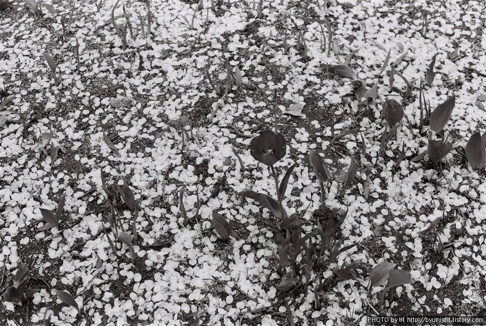 2444BE3457CC324911E9FE