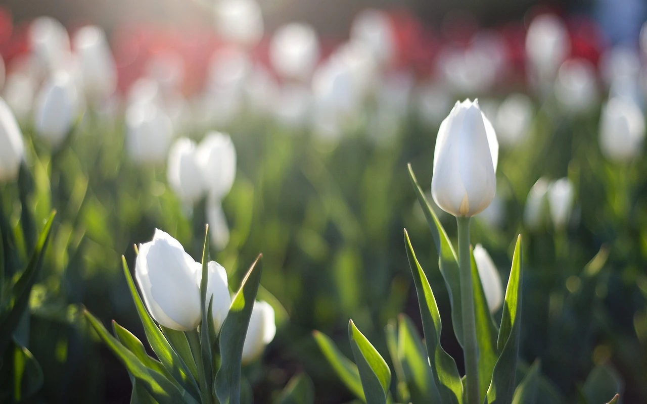 white-tulips-flowers-photo-hd-wallpaper.jpg
