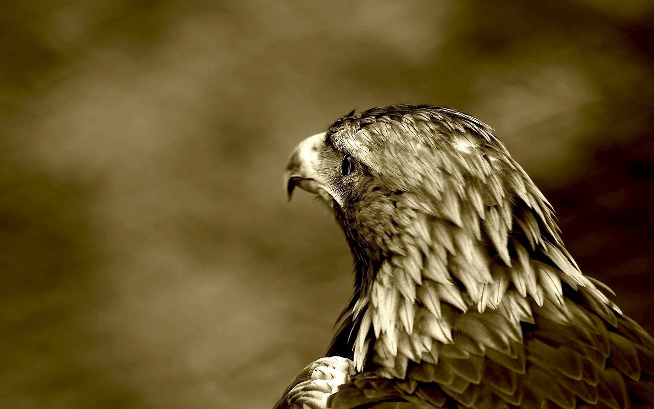 close-up-eagle-bird-hd-wallpaper.jpg
