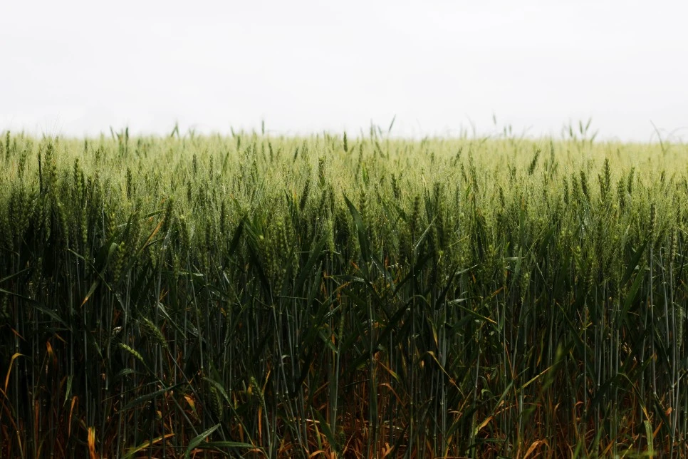 2017_0603_paris_300_1.jpg?type=w966