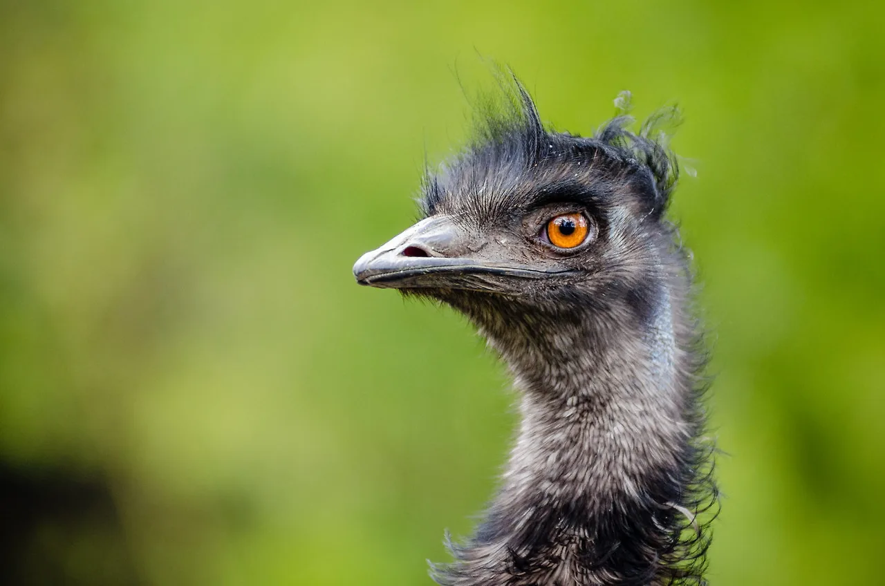 emu.jpeg