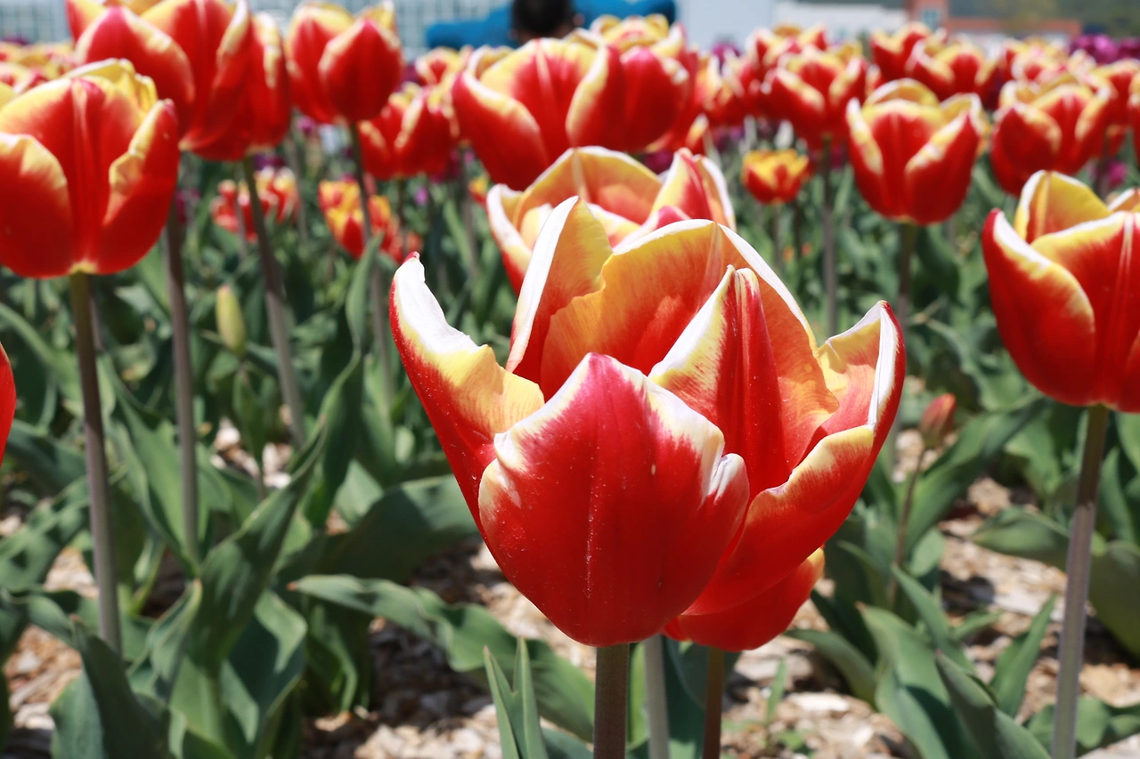 농업혁명 고성군농업기술센터 (37).JPG