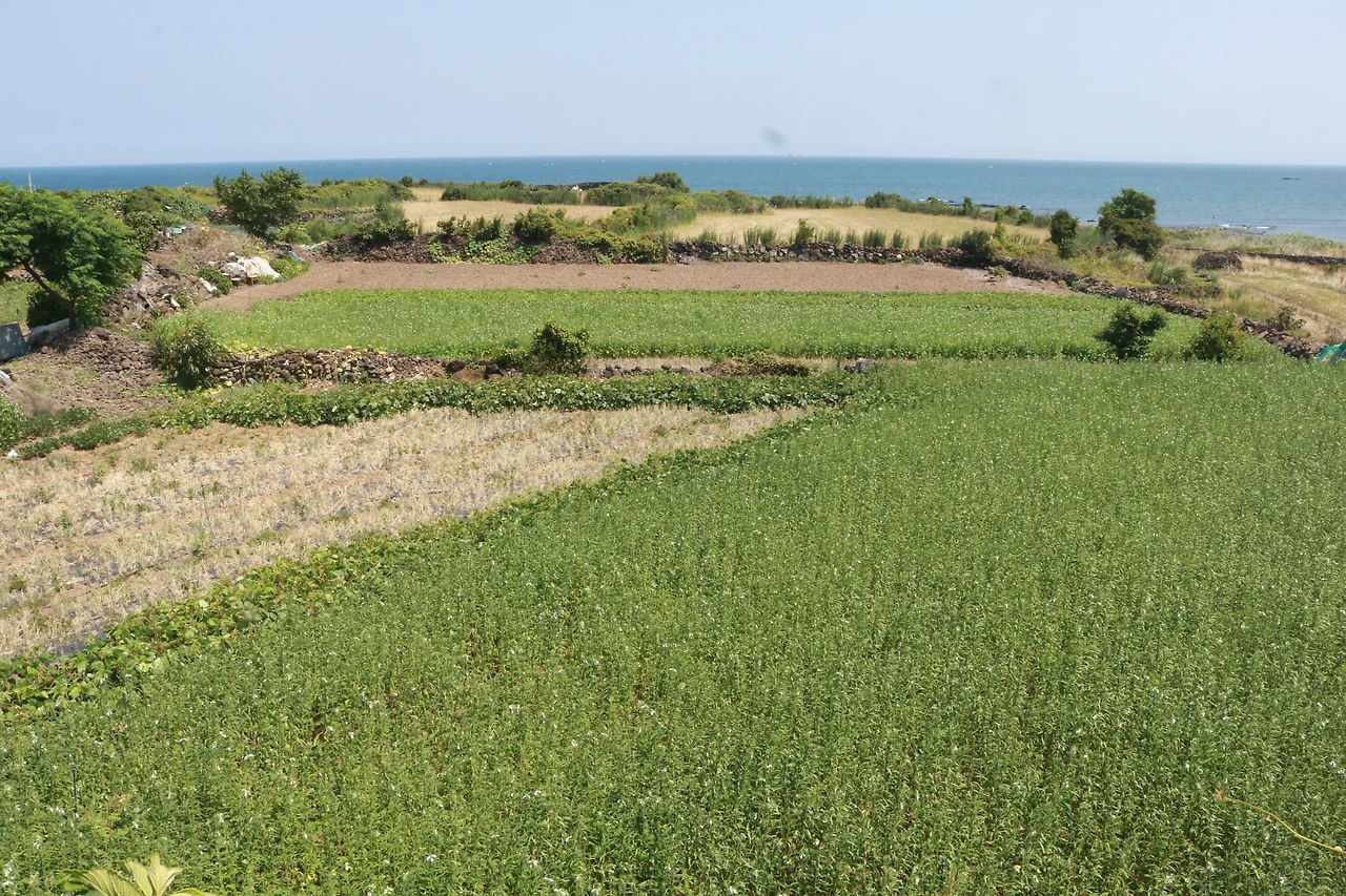 제주 작은 카페 (18).JPG