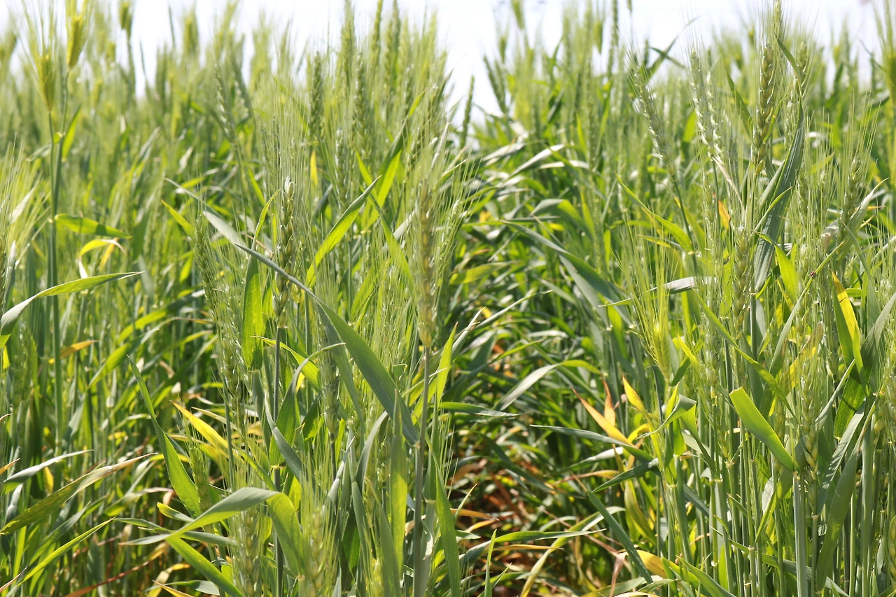 농업혁명 고성군농업기술센터 (24).JPG