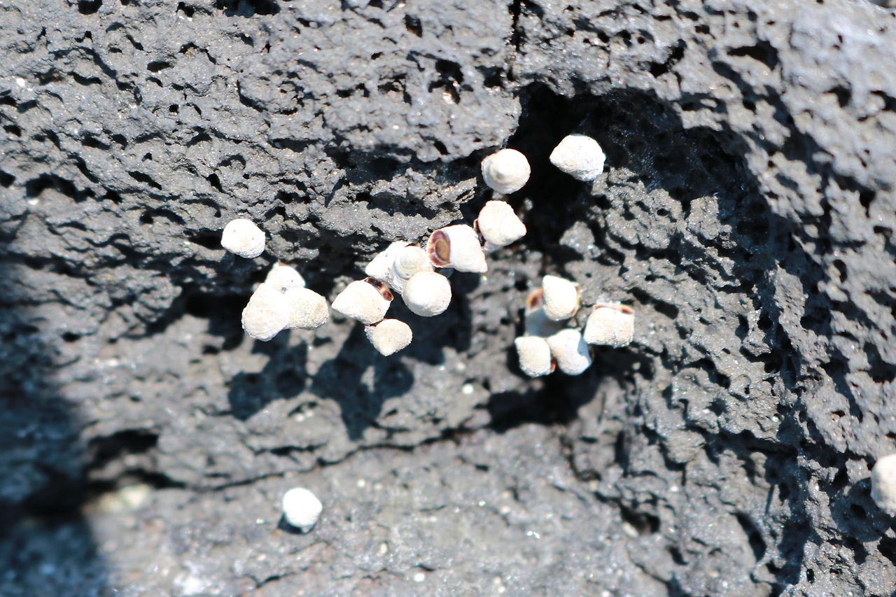 금능해수욕장 (62).JPG