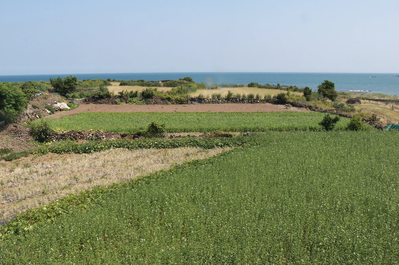 제주 작은 카페 (4).JPG