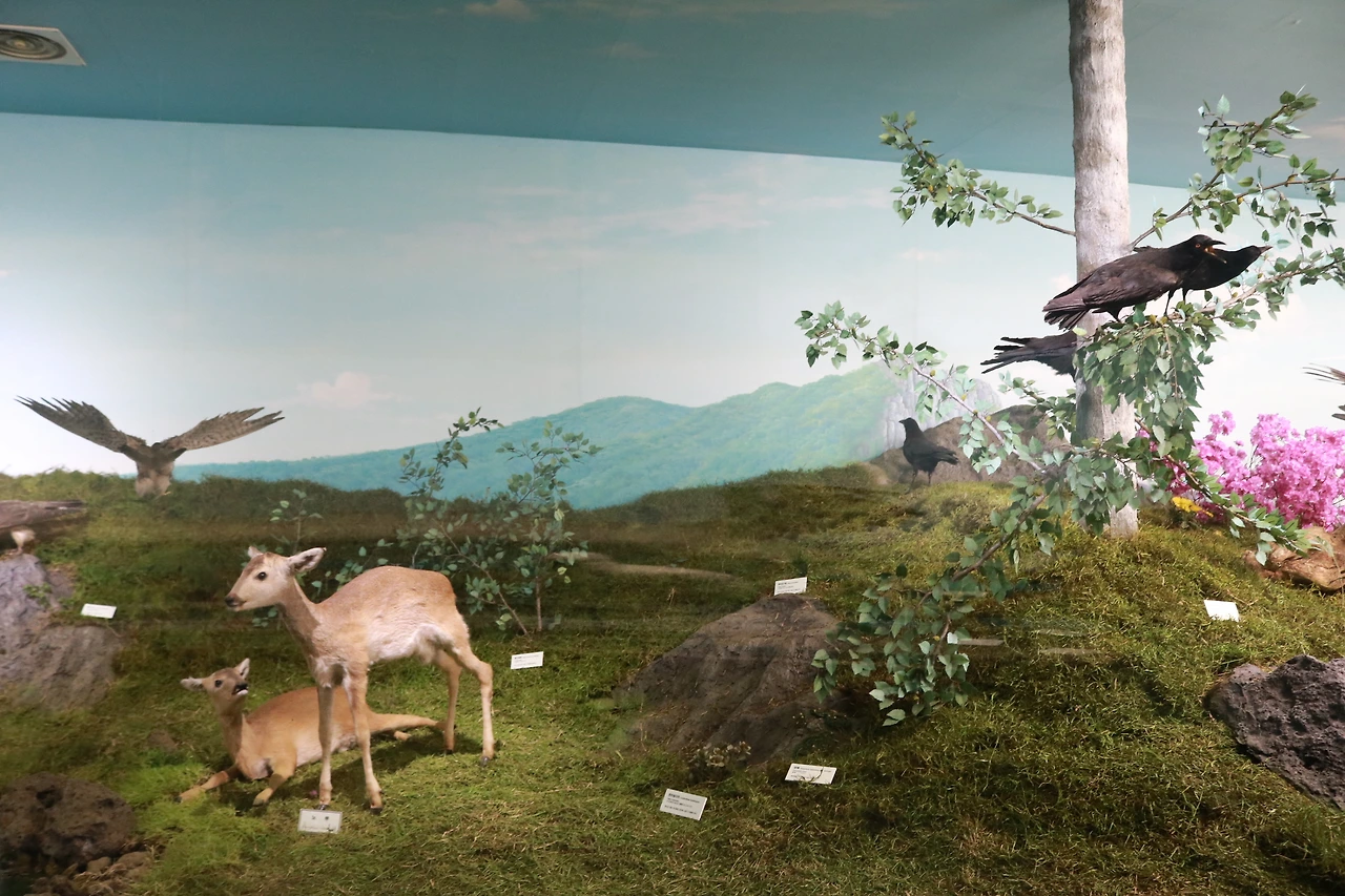 민속자연사박물관 (27).JPG