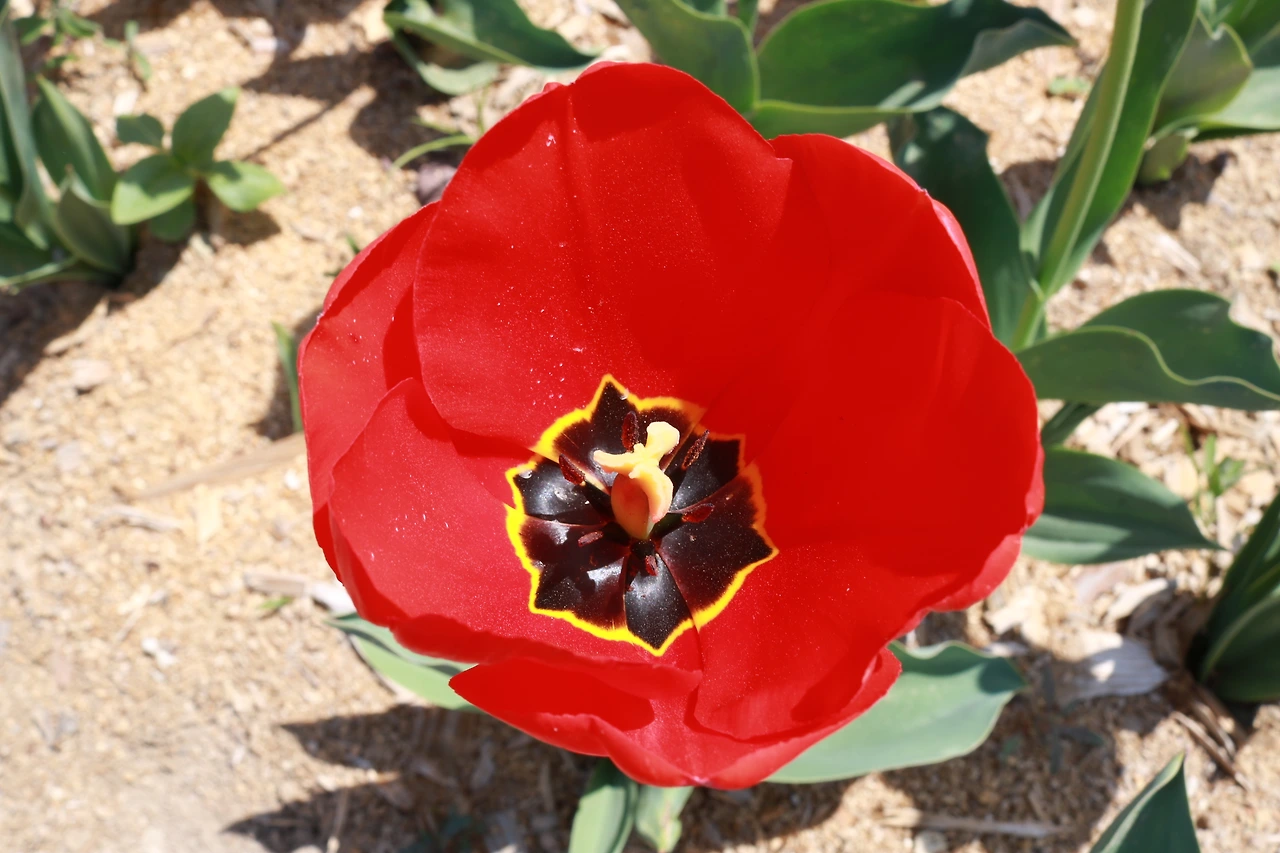 농업혁명 고성군농업기술센터 (32).JPG