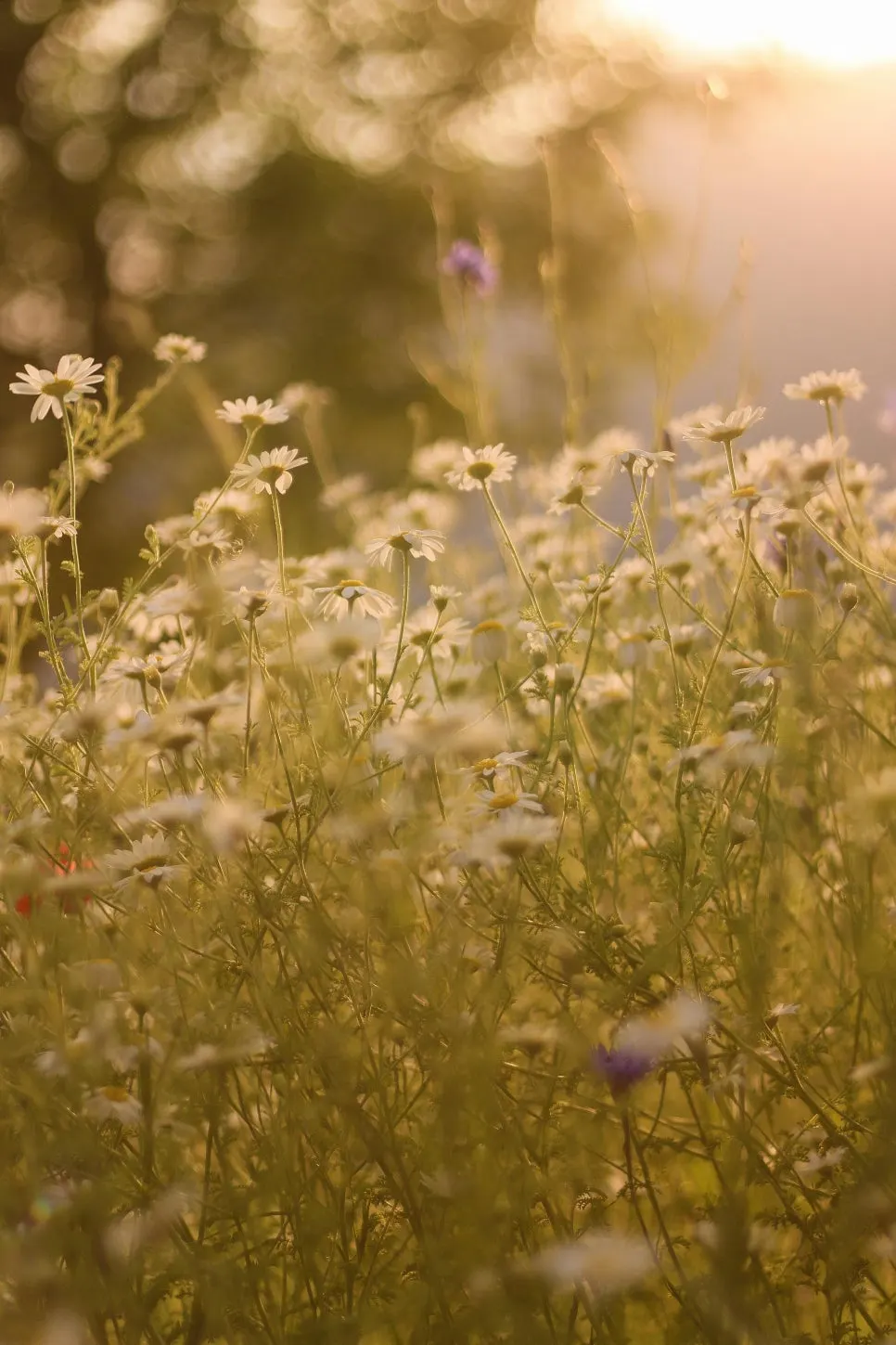 pexels-martina-copetti-188405101-19916914.jpg?type=w966