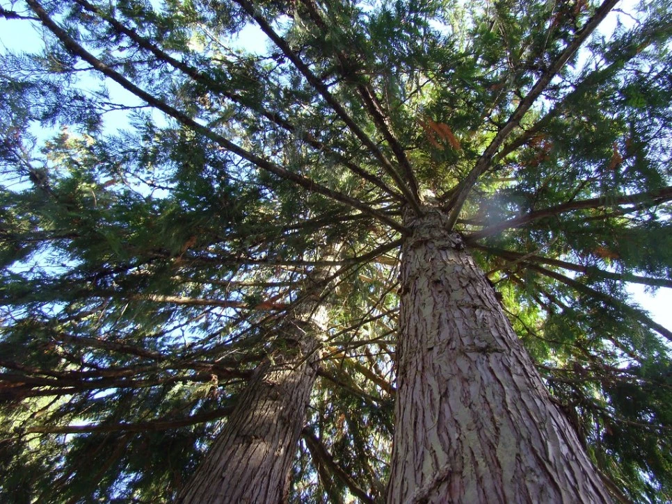 cedar_%EC%82%BC%EB%82%98%EB%AC%B4_flickr_syd_Y.jpg?type=w966