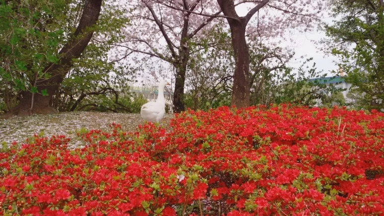 image_8429493601491921825377.jpg?type=w773