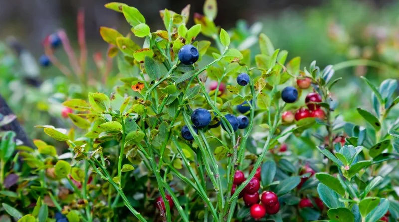 heidelbeere.jpg?type=w1