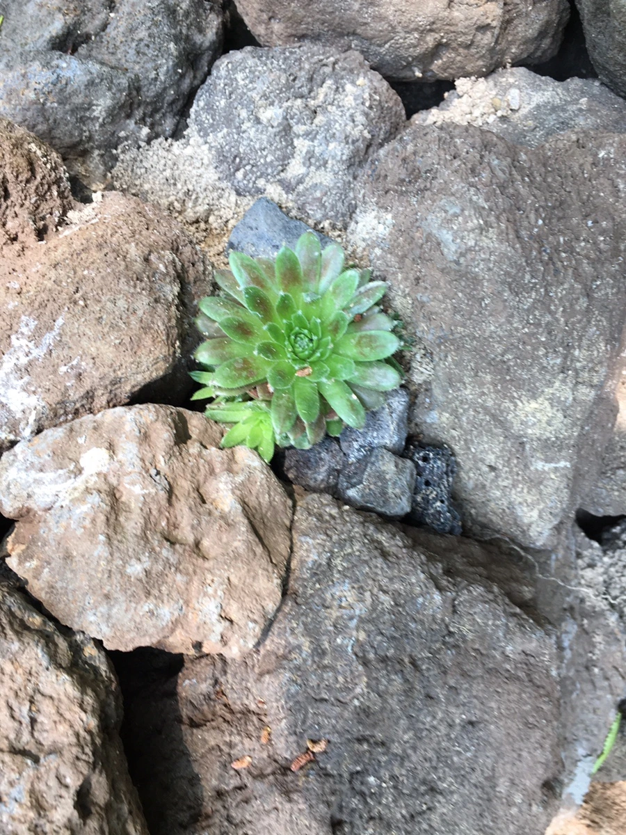 IMG_7830.JPG?type=w1