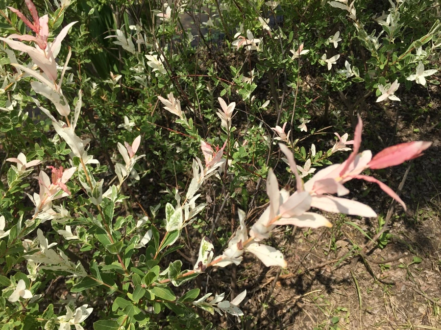 IMG_7848.JPG?type=w1