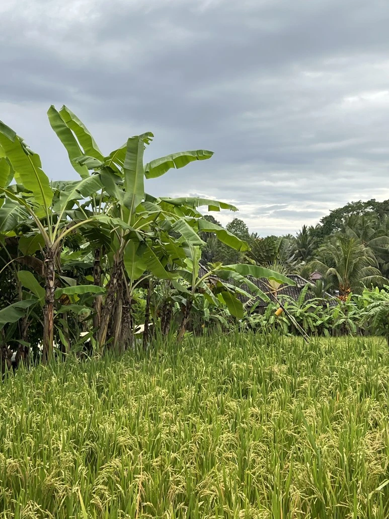 IMG_8992.JPG?type=w773