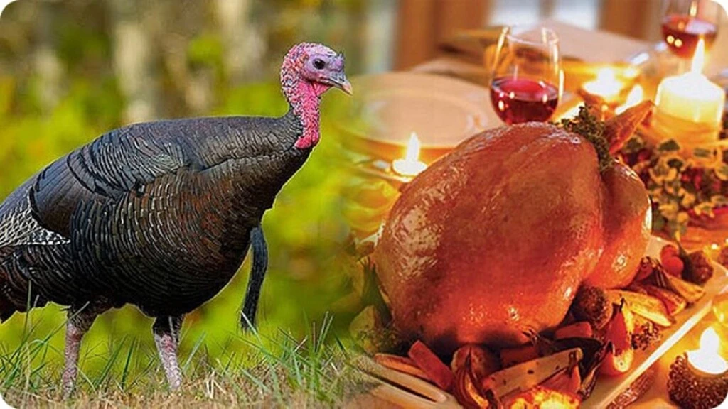 _upload_1760855094.jpg?u=1760855094