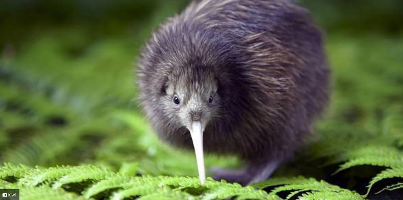 kiwi1.PNG