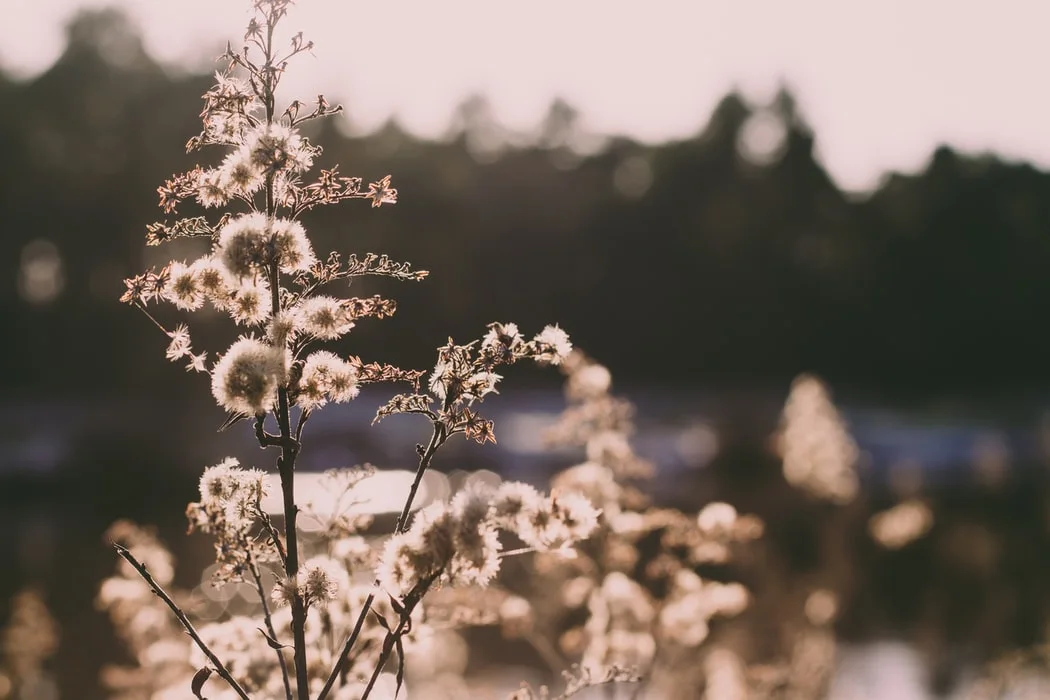 photo-1582308780777-447a93b047e3.jfif