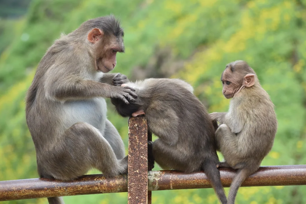 photo-1573810181464-f8a13c3c2689.jfif