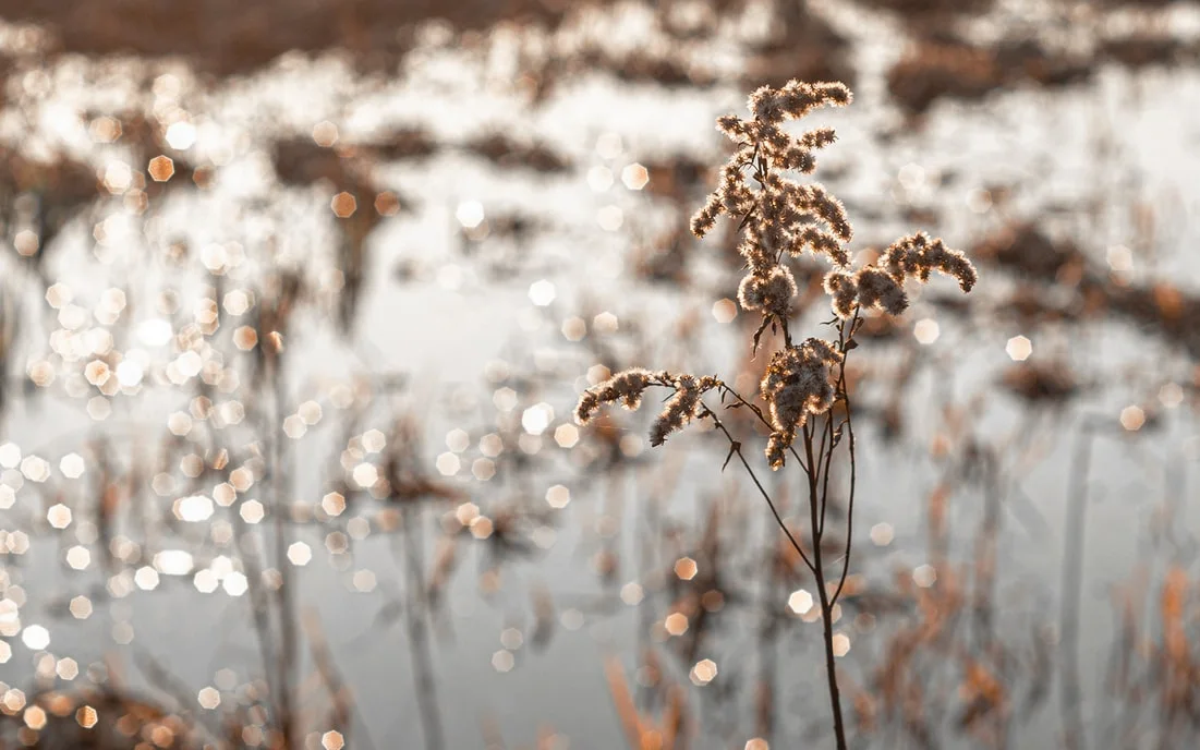 photo-1582298994782-758a8bf3687f.jfif