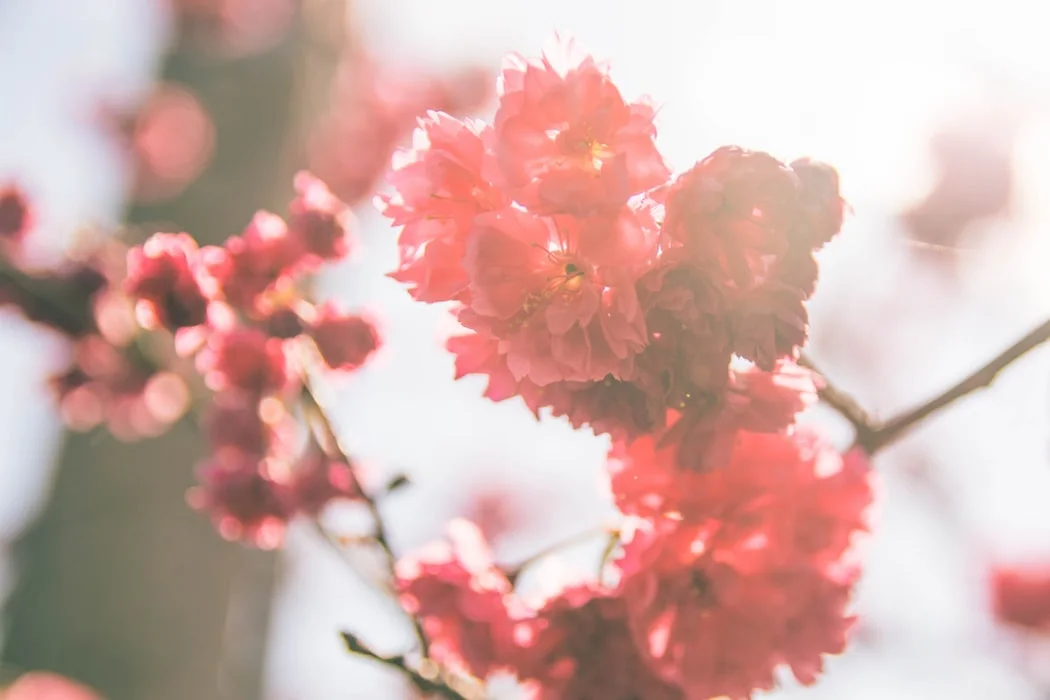 photo-1523034015679-903d1cefb759.jfif