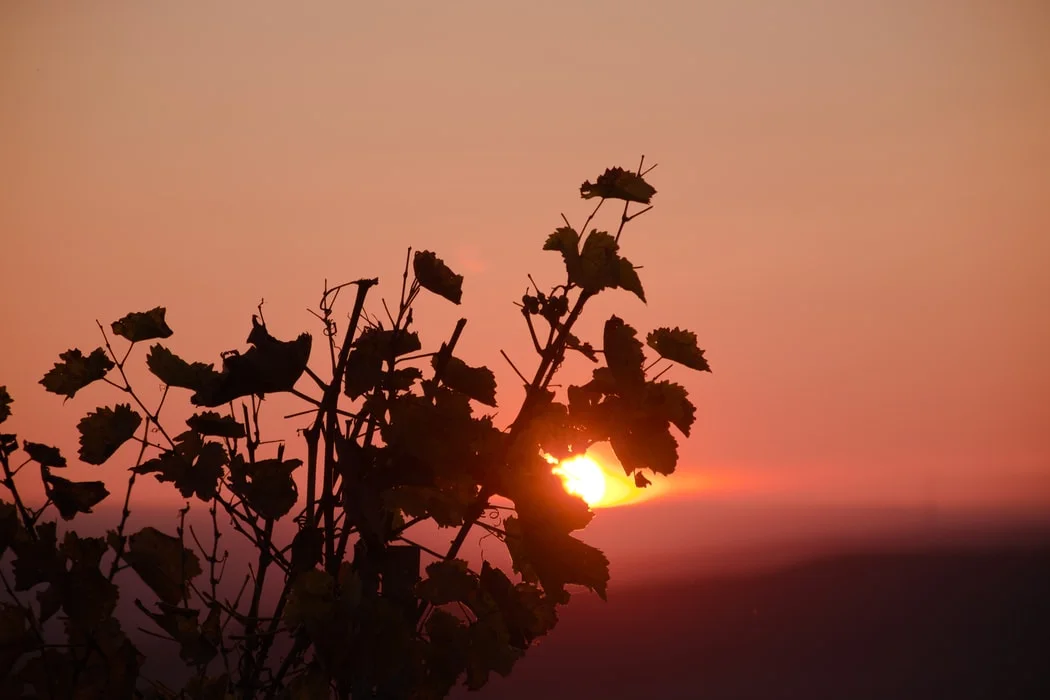 photo-1604246384565-0bf62e4fe2ed.jfif