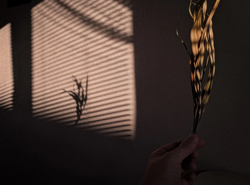 photo-1568901121745-8355adc8112d.jfif