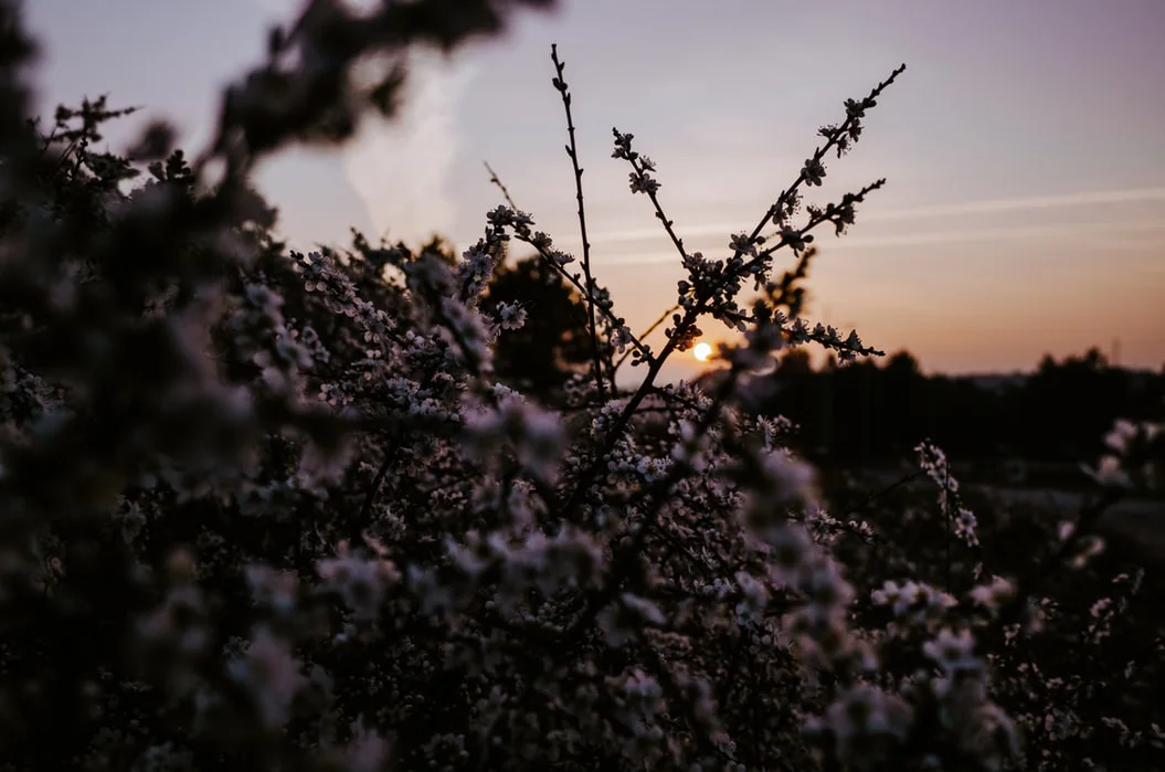 photo-1555783239-bc919568b05c.jfif