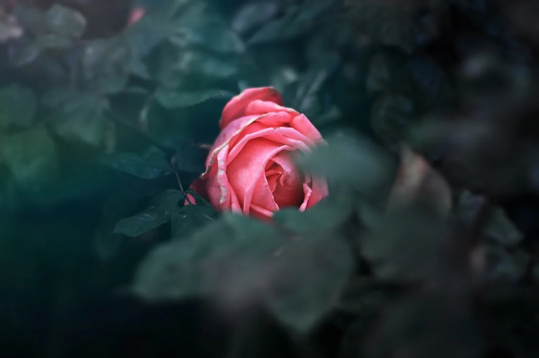 photo-1491559198602-e08e9a28d725.jfif