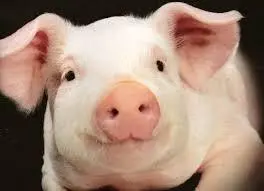 273FAB3F5615737A2326F6