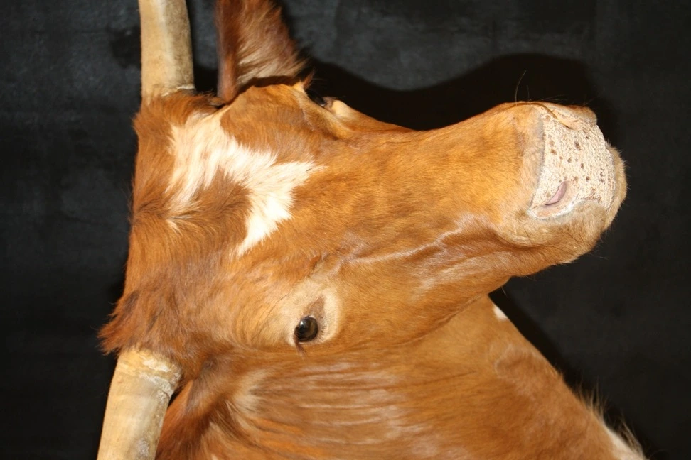 2732AA3954B35B93043159