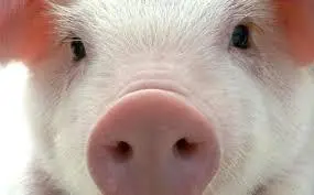 21013F45561573BC1E835A