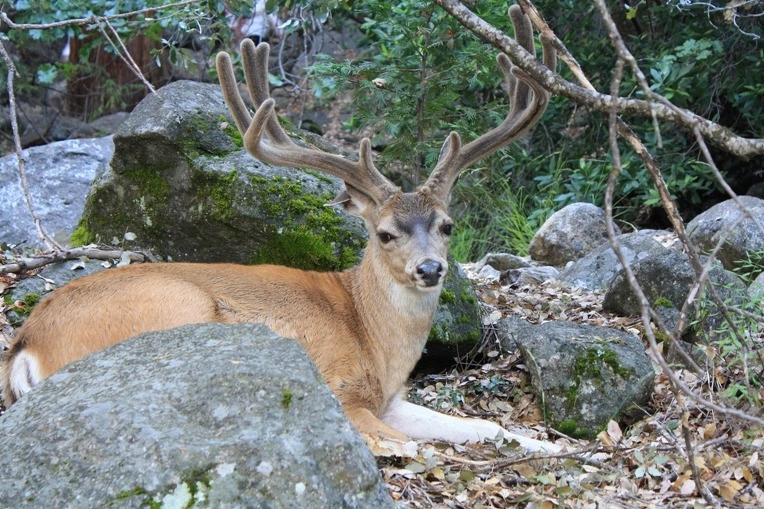 1950FC554E38E9DE34F322