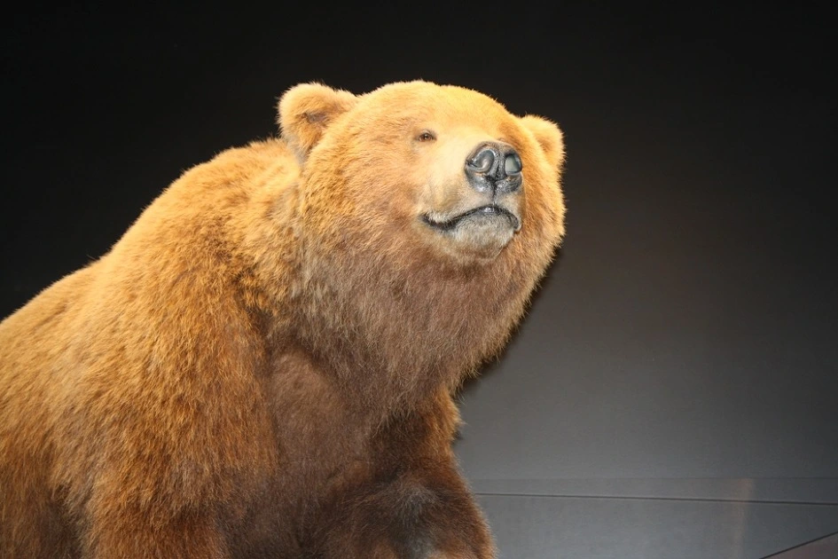 241CC33954B35B9530FAA1