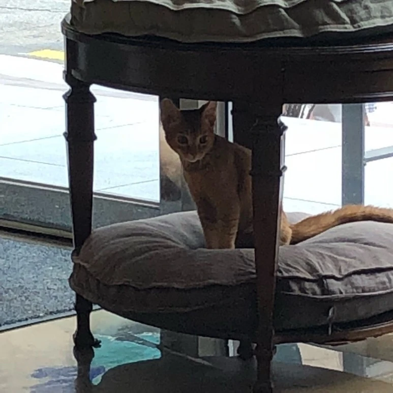 IMG_0200.jpg?type=w773