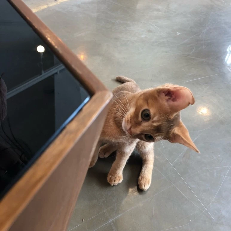 IMG_0193.jpg?type=w773