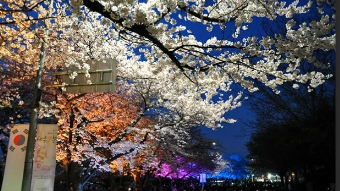 윤중로 벚꽃길.JPG