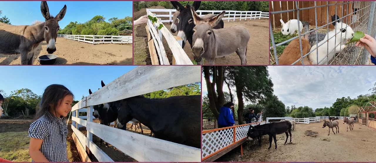 제주 파더스 가든.JPG