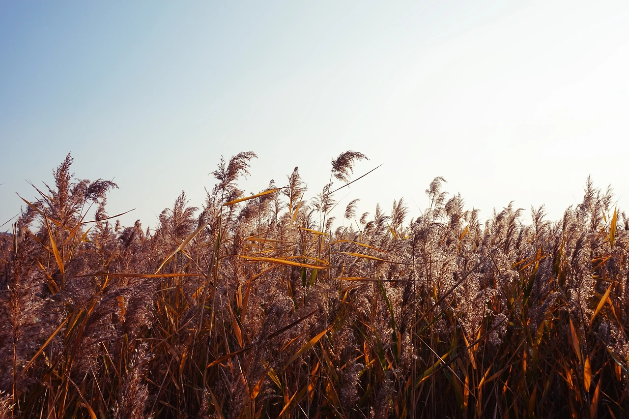 갈대2.JPG
