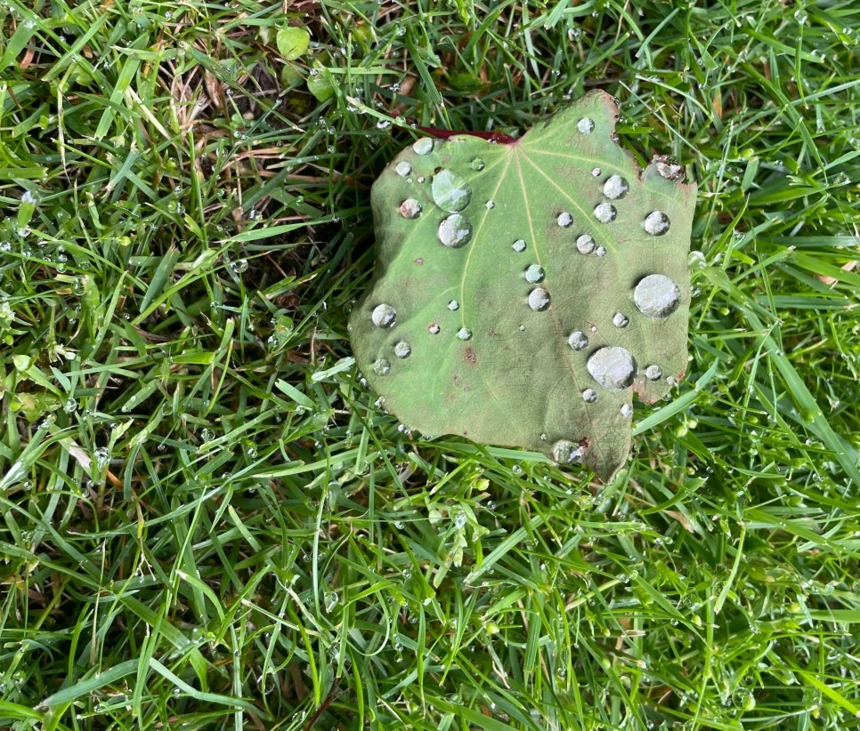 SE-deb1a3a1-fd30-4433-9e97-90eb86ee1da6.jpg?type=w966